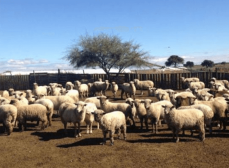 En medio de las uvas y los frutales, las ovejas también buscan su lugar en los valles cuyanos