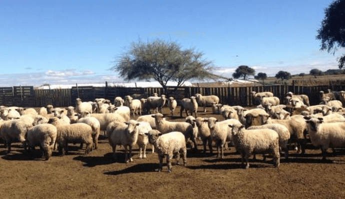 En medio de las uvas y los frutales, las ovejas también buscan su lugar en los valles cuyanos