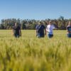 Un “agrotour” para anticipar cómo viene la cosecha fina en el corazón triguero nacional