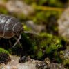 El bicho bolita enciende una luz amarilla en campos bajo riego