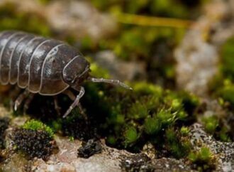 El bicho bolita enciende una luz amarilla en campos bajo riego