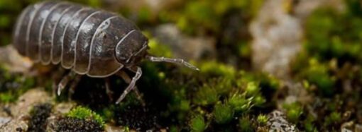 El bicho bolita enciende una luz amarilla en campos bajo riego