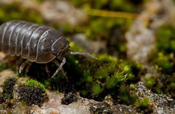 El bicho bolita enciende una luz amarilla en campos bajo riego