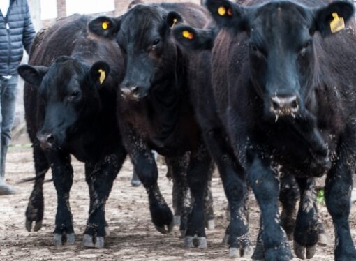 Un estudio económico ganadero de la Sociedad Rural planteó una lista de 14 temas a discutirse a lo largo del 2025