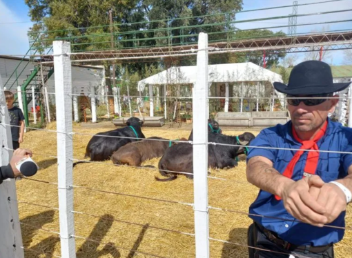 El único domador de búfalos del país destacó la producción bubalina de Corrientes: «Han sabido aprovechar al máximo sus cualidades»