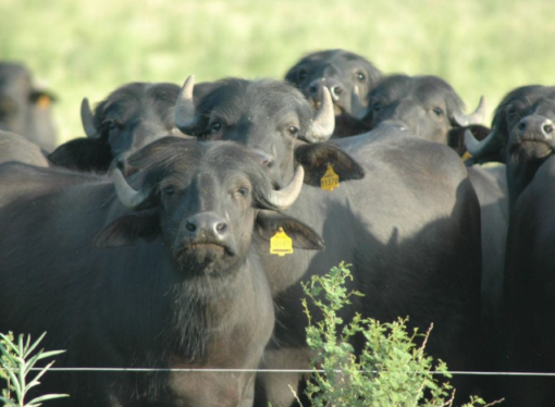Carne de búfalo, una alternativa productiva para conservar los humedales