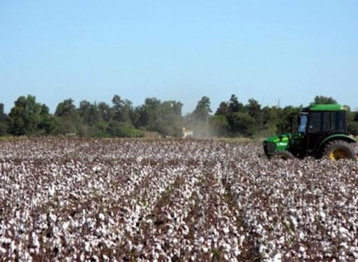 Campaña algodonera chaqueña:  se entregaron más de $415 millones a los productores