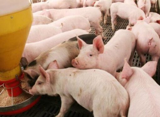 Autoridades sanitarias de Australia detectaron la reaparición de un virus que afecta a los cerdos y que tiene potencial zoonótico