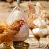 Se detectó un caso de influenza aviar en aves de traspatio en la provincia de Chaco