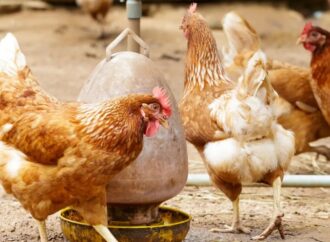 Se detectó un caso de influenza aviar en aves de traspatio en la provincia de Chaco