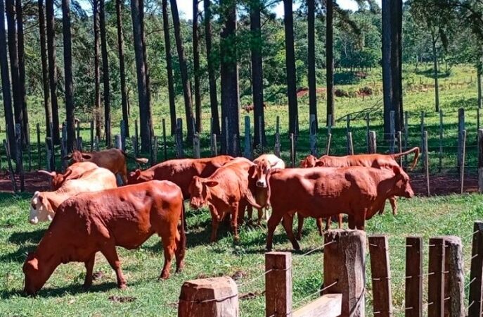 Alerta sanitaria en Misiones: Detectaron un caso de rabia paresiante en bovinos y Senasa activó el protocolo