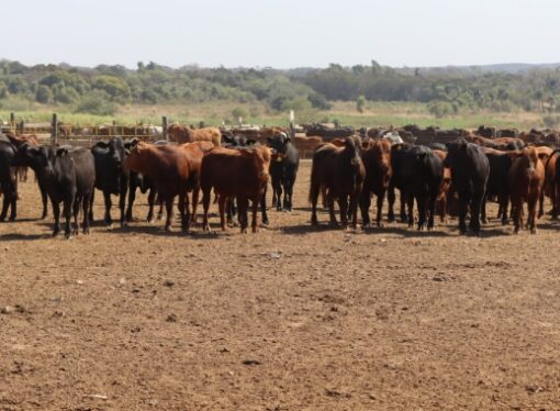 Paraguay implementa medidas para combatir la seca