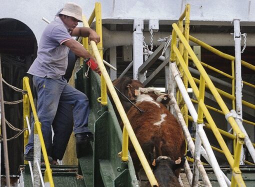El Gobierno habilitó la exportación de ganado vacuno en pie
