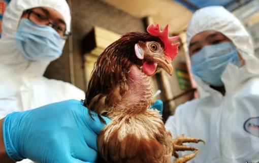 Senasa confirmó el reingreso de la Influenza Aviar a la Argentina y pidió al sector avícola extremar los recaudos