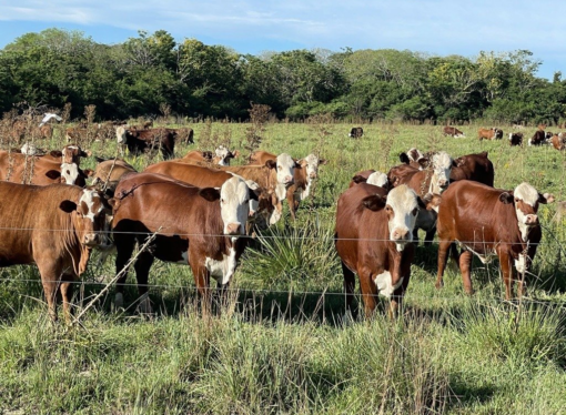 Gran Remate Televisado de Ganado en Corrientes: Oportunidades Únicas para el Sector Ganadero del NEA