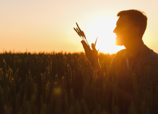 Tokens en el agro: cómo funciona la tecnología que revoluciona la economía