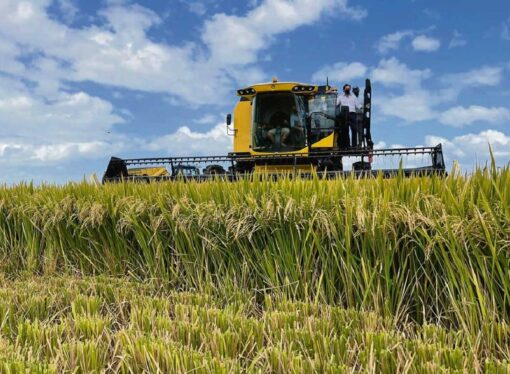 Corrientes sobresale como la provincia con más producción de arroz