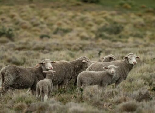 Mercados de carbono: un proyecto de ganadería regenerativa logró un hito para Argentina