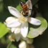 El 60% del rendimiento de los cítricos depende de la polinización de abejas y otros insectos