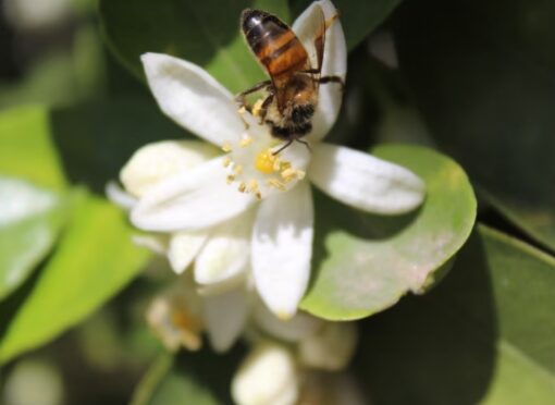 El 60% del rendimiento de los cítricos depende de la polinización de abejas y otros insectos