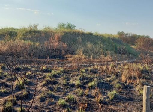Ganaderos de Chaco y Formosa en alerta ante la intensa sequía y la presión fiscal