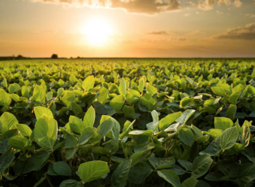 Las altas temperaturas afectaron la condición de los cultivos