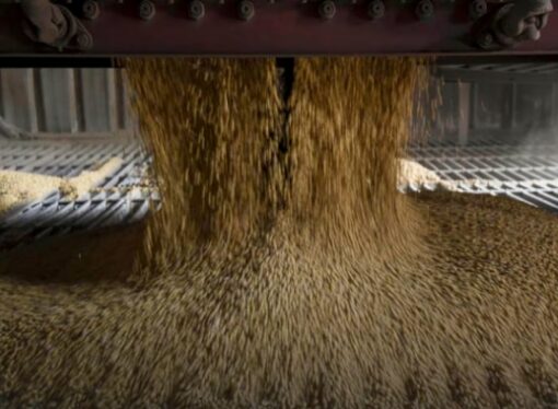 La soja tuvo una pérdida diaria de $2000 y cerró este viernes a $330 mil por tonelada