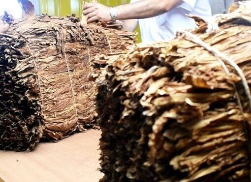 El acopio de tabaco mueve más de mil millones de pesos diarios en Misiones