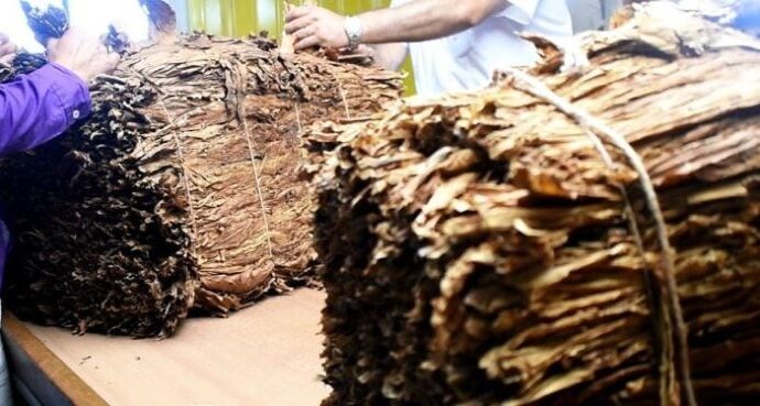 El acopio de tabaco mueve más de mil millones de pesos diarios en Misiones