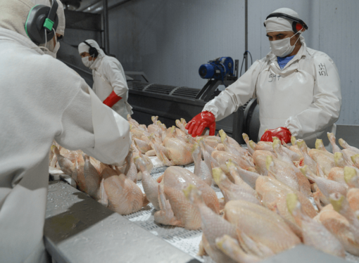 China reabrió su mercado para las exportaciones de carne aviar argentina y el sector lo celebra