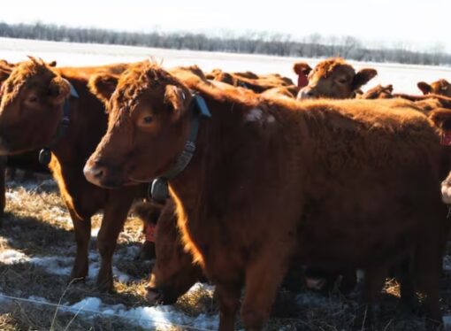 Cerca virtual: la revolucionaria tecnología con la cual ya no es necesario el alambrado y a las vacas las manejan por teléfono