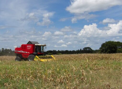 Pese a la sequía, Formosa superó las 100 mil hectáreas productivas durante las siembras