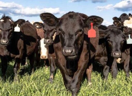 Alerta por los aumentos del precio de la carne: cuánto más podría subir