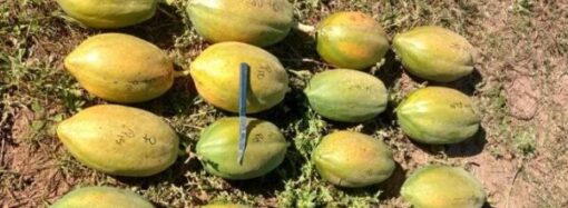 La IA redefine el modelo productivo y acelera una nueva era en el campo argentino