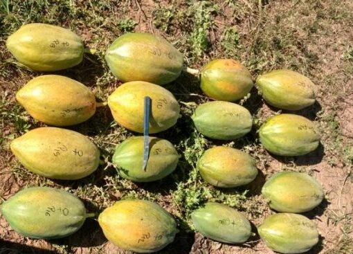 Exploran el potencial del mamón, un cultivo regional con alta probabilidad de tener valor agregado