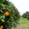 Naranja récord y Angola en ascenso: los datos que marcaron el primer trimestre agroindustrial