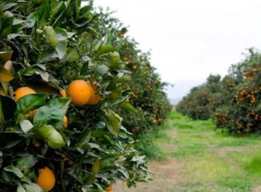 Con los planes Naranja y Limón, Corrientes busca incrementar su producción de cítricos