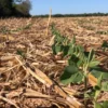 Chaco recibirá asistencia internacional por la sequía: destinarán fondos para recuperar el agro