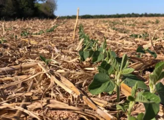 Chaco recibirá asistencia internacional por la sequía: destinarán fondos para recuperar el agro