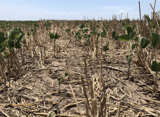 «Ante situaciones extremas, medidas extrema»: el Campo pide asistencia por la sequía y el calor