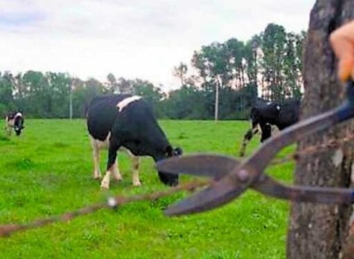 Faena ilegal: los productores están obligados a la seguridad propia
