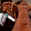 Alerta sanitaria: en Europa hay un rebrote de fiebre aftosa y ya se analiza el posible impacto en la ganadería argentina