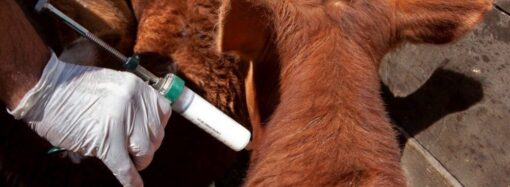 Las exportaciones de carne se desplomaron en el primer trimestre de 2025 y advierten por pérdida de rentabilidad