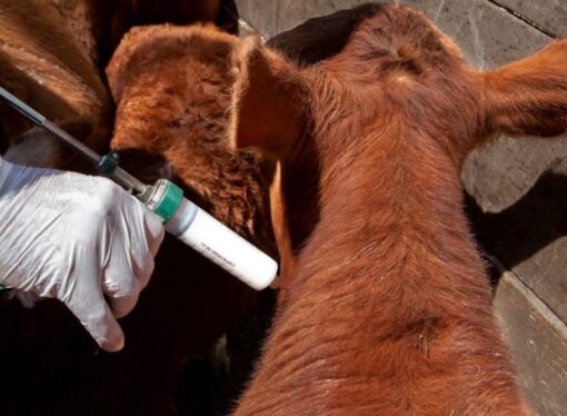 Alerta sanitaria: en Europa hay un rebrote de fiebre aftosa y ya se analiza el posible impacto en la ganadería argentina