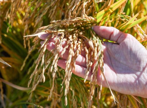 El arroz, el producto estrella de Corrientes, evoluciona con nuevas variantes genética e impulsan nuevos desarrollos