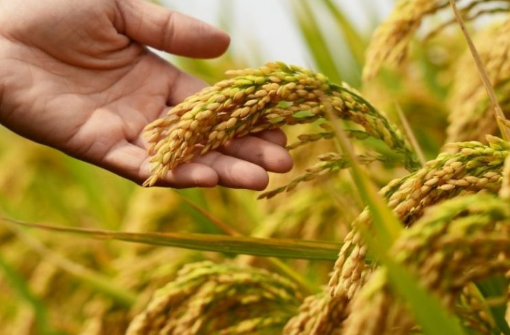 Corrientes concentró el 47,5% de la superficie cultivada de arroz en el país