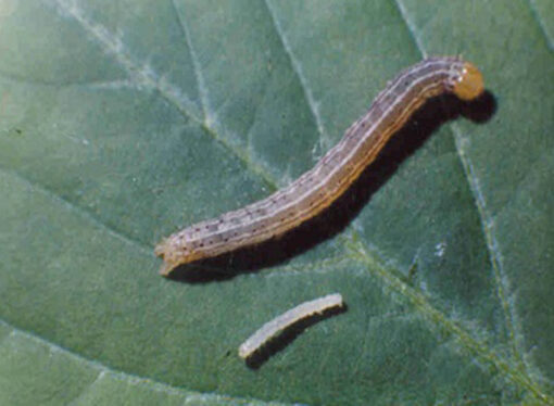 El “boom” de los biológicos: una empresa argentina logró la aprobación de un bioinsecticida en EEUU