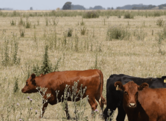 “El motor que impulsa y hace crecer nuestro país”: hoy se celebra el Día del Campo