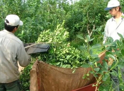 La cosecha yerbatera avanza, pero sigue la resistencia en Misiones