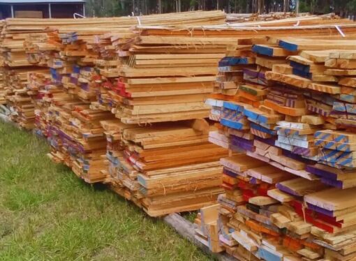 Industria forestal: clones de eucalipto, una alternativa con potencial para la bioenergía y la construcción